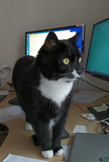 Kat Europese korthaar of huiskat