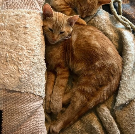 Kat Europese korthaar of huiskat