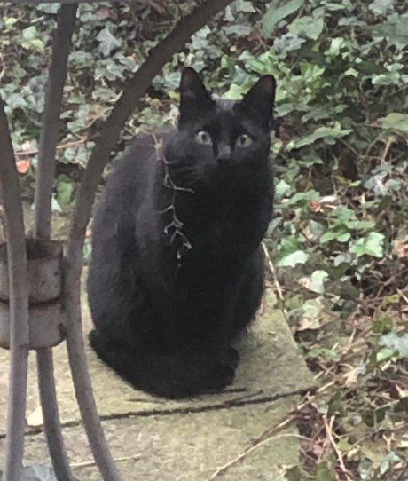 Kat Europese korthaar of huiskat