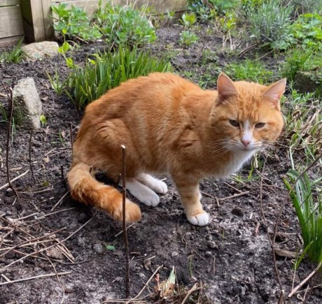 Kat Europese korthaar of huiskat