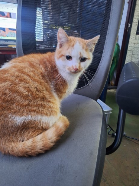 Kat Europese korthaar of huiskat