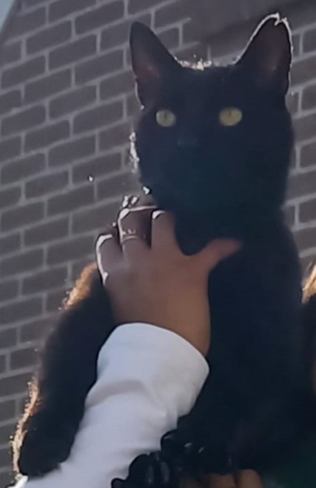 Kat Europese korthaar of huiskat