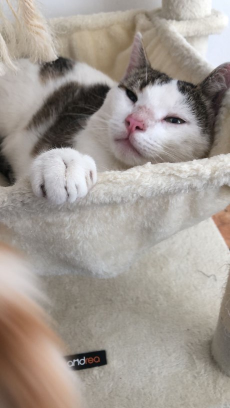 Kat Europese korthaar of huiskat