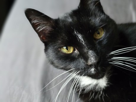 Kat Europese korthaar of huiskat