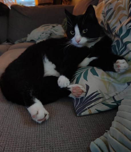 Kat Europese korthaar of huiskat