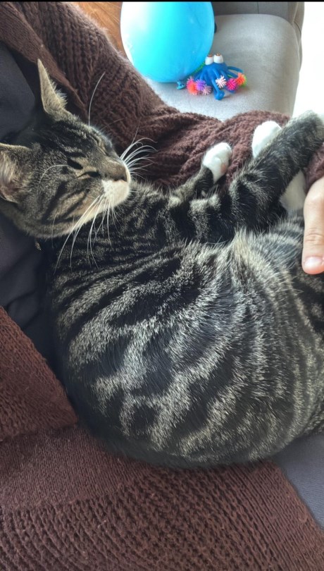 Kat Europese korthaar of huiskat