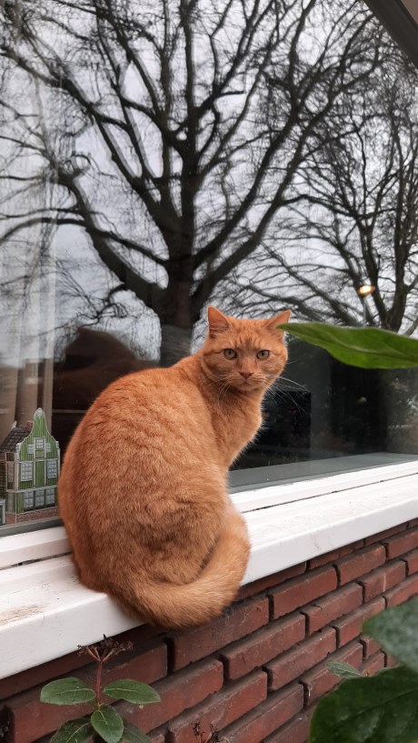 Kat Europese korthaar of huiskat