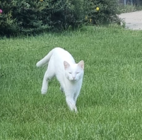 Kat Europese korthaar of huiskat