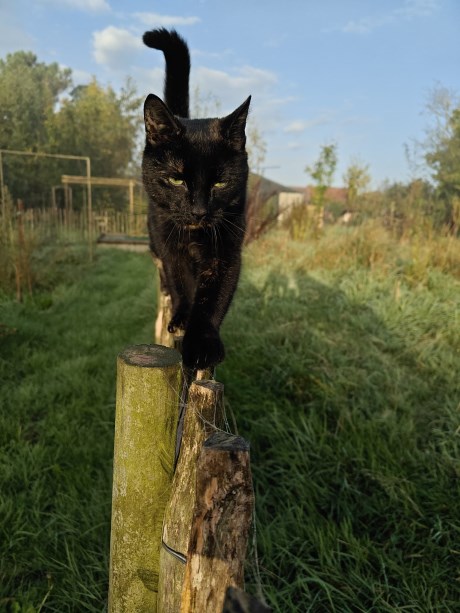 Kat Europese korthaar of huiskat