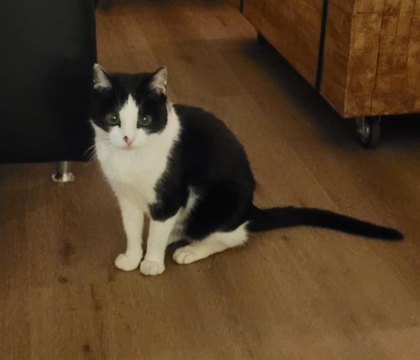 Kat Europese korthaar of huiskat