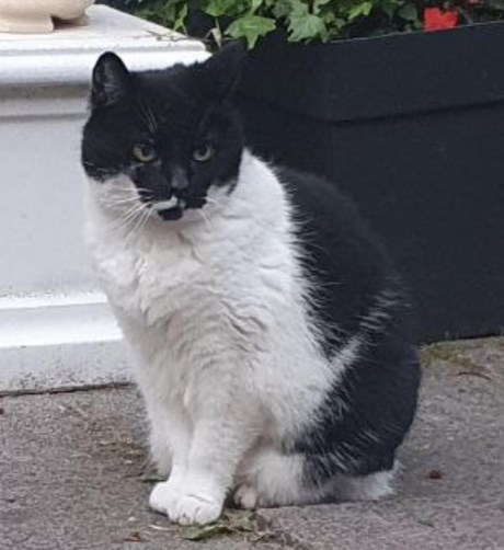 Kat Europese korthaar of huiskat