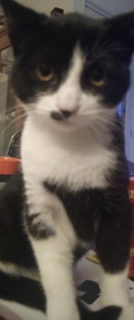 Kat Europese korthaar of huiskat