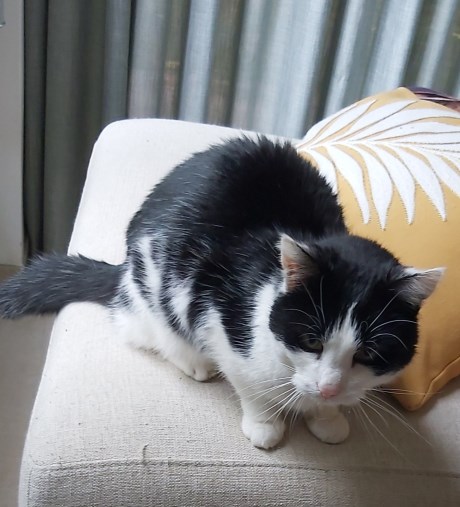 Kat Europese korthaar of huiskat