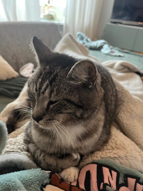 Kat Europese korthaar of huiskat