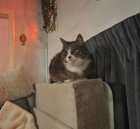 Kat Europese korthaar of huiskat