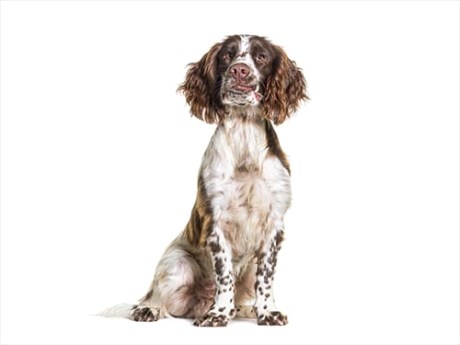 Hond Jachthond overig