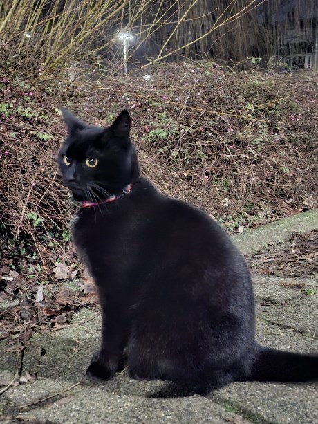 Kat Europese korthaar of huiskat