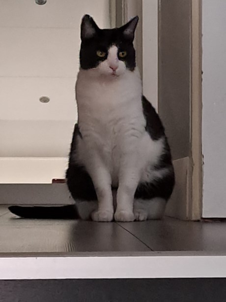 Kat Europese korthaar of huiskat