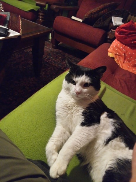 Kat Europese korthaar of huiskat