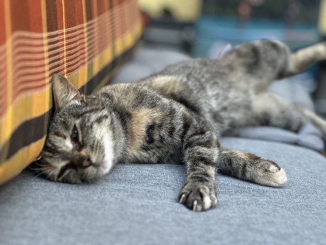 Kat Europese korthaar of huiskat