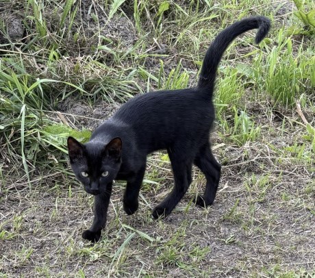 Kat Europese korthaar of huiskat