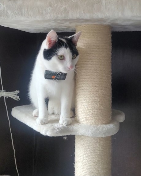 Kat Europese korthaar of huiskat