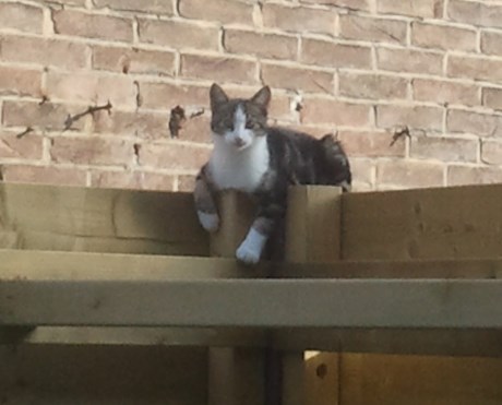 Kat Europese korthaar of huiskat