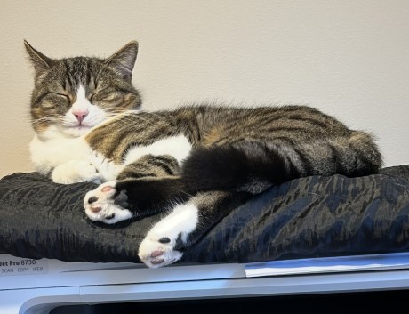 Kat Brits korthaar X