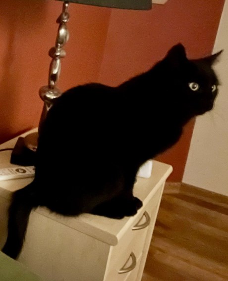 Kat Europese korthaar of huiskat