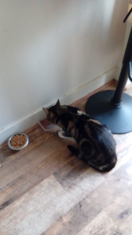 Kat Europese korthaar of huiskat