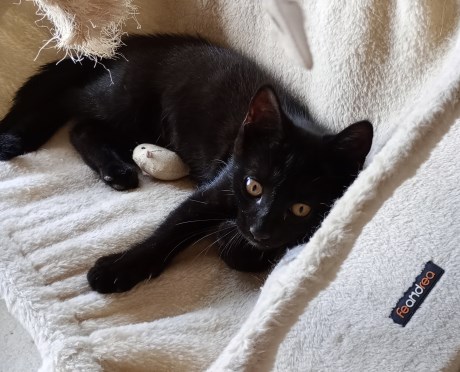 Kat Europese korthaar of huiskat