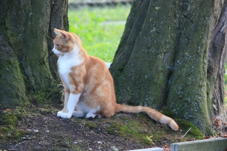 Kat Europese korthaar of huiskat