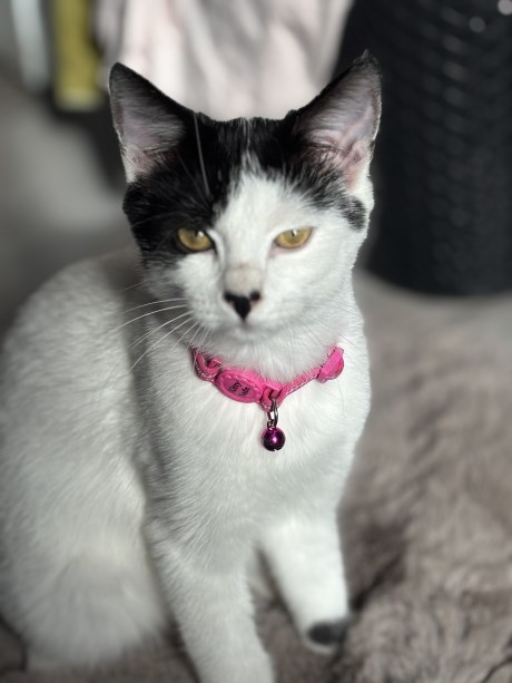 Kat Europese korthaar of huiskat