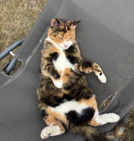 Kat Europese korthaar of huiskat