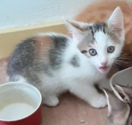 Kat Europese korthaar of huiskat