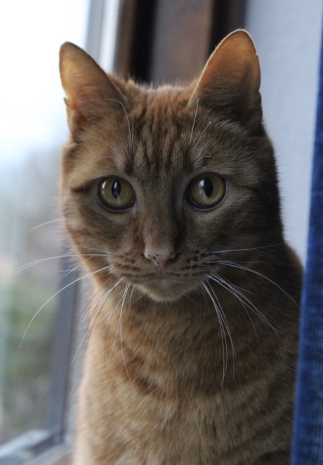 Kat Europese korthaar of huiskat