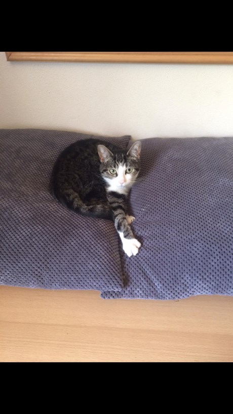 Kat Europese korthaar of huiskat