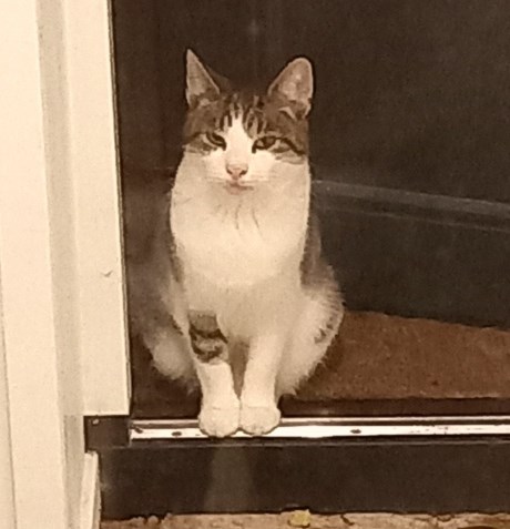 Kat Europese korthaar of huiskat