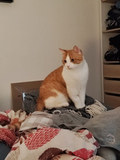 Kat Europese korthaar of huiskat