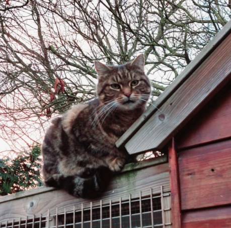 Kat Europese korthaar of huiskat