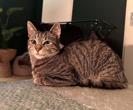 Kat Europese korthaar of huiskat