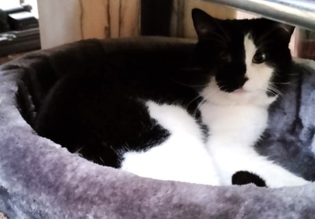 Kat Europese korthaar of huiskat