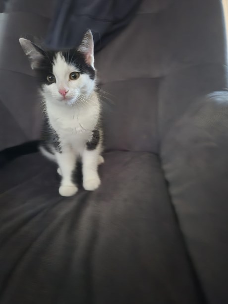 Kat Europese korthaar of huiskat