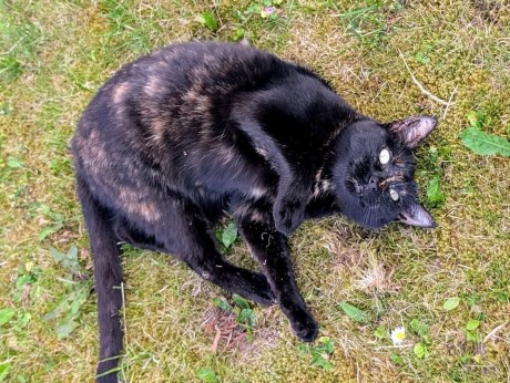 Kat Europese korthaar of huiskat