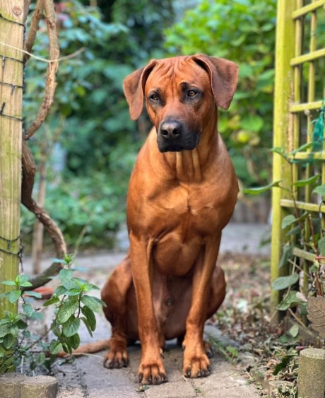 Hond Pronkrug/Rhodesian ridgeback