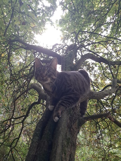 Kat Europese korthaar of huiskat