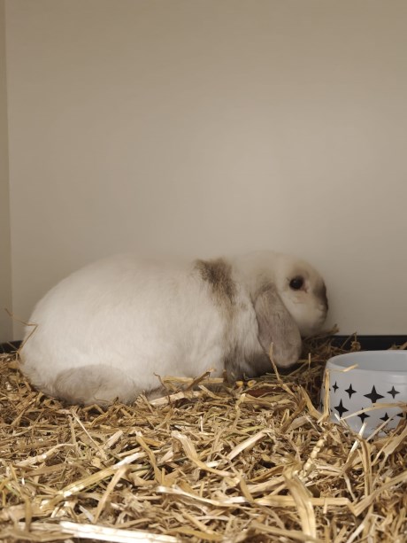 Knaagdier / Haasachtige Konijn