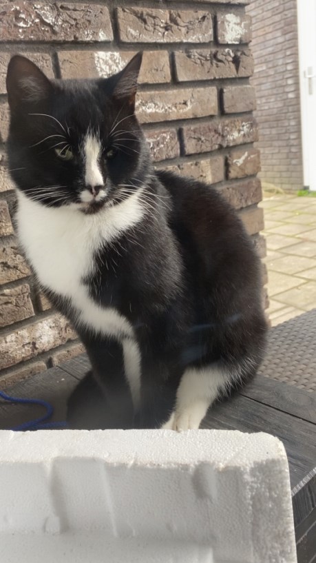 Kat Europese korthaar of huiskat