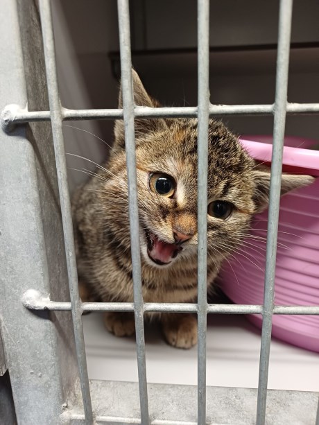 Kat Europese korthaar of huiskat