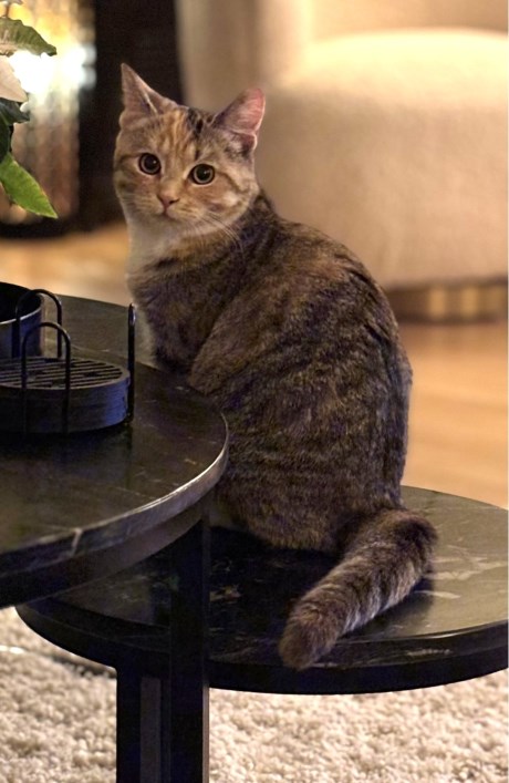 Kat Brits korthaar X